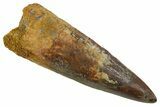 Bargain, Fossil Spinosaurus Tooth - Real Dinosaur Tooth #346924-1